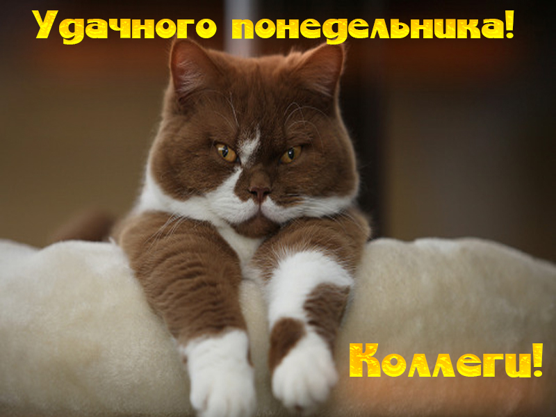 Удачного понедельника!