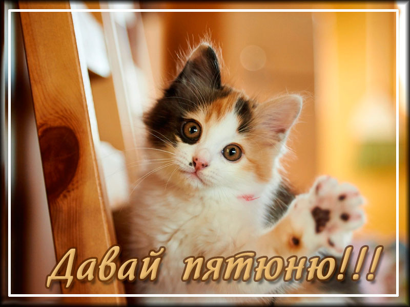 Забавная картинка с котом