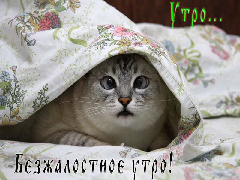 Безжалостное утро понедельника