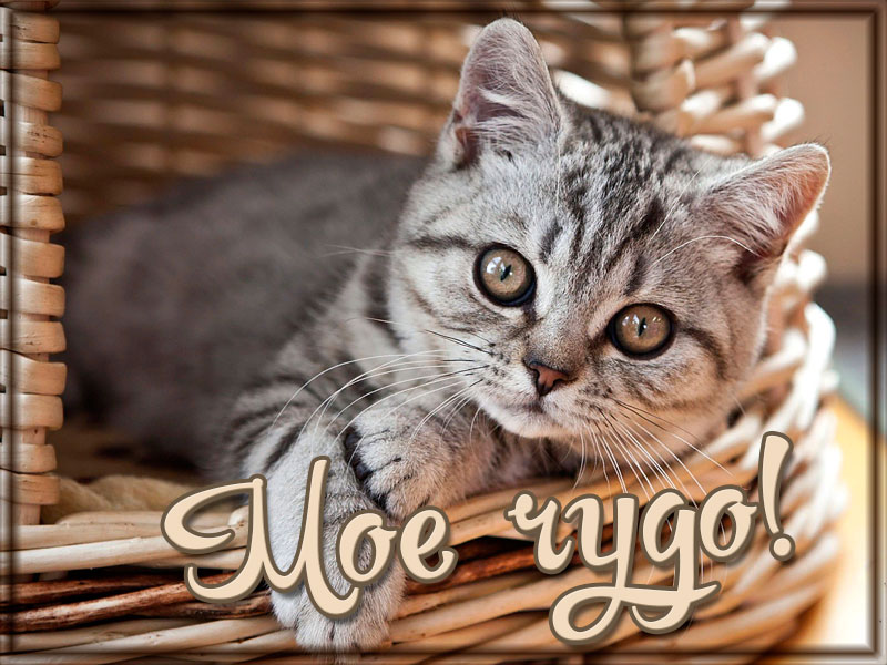 Мое чудо
