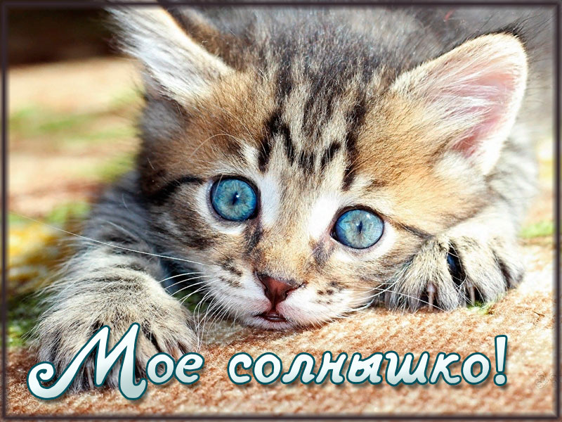 Мое солнышко