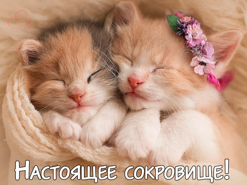 Настоящее сокровище