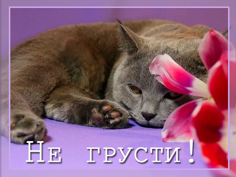 Не грусти