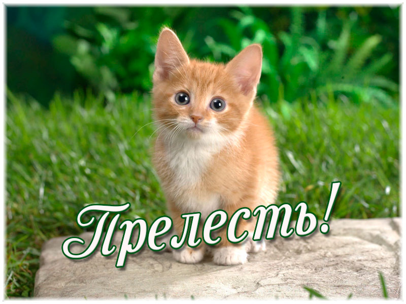 Прелесть!