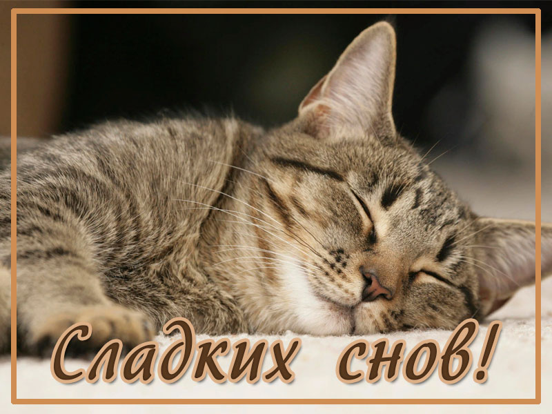 Сладких снов, котенок