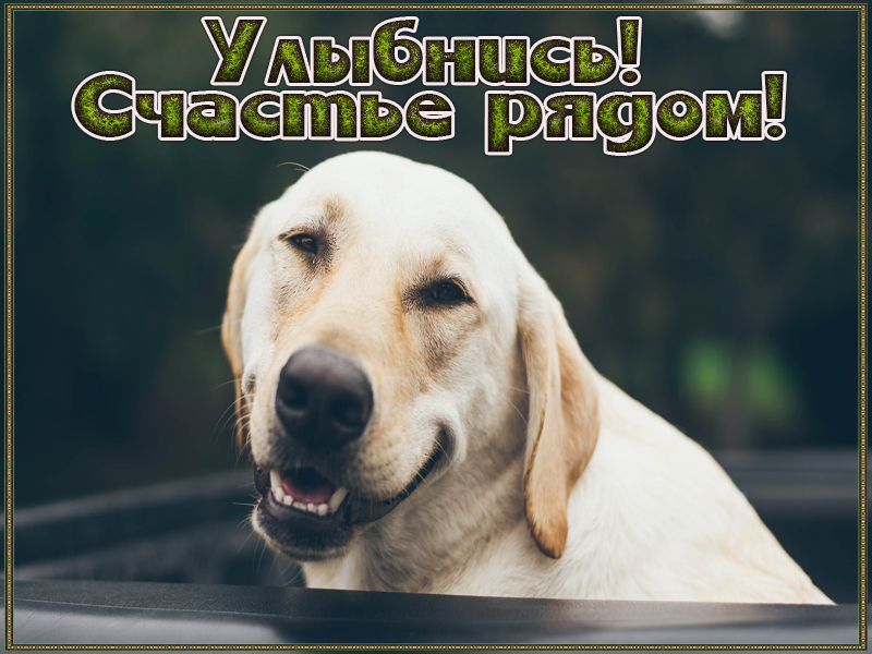Улыбнись! Счастье рядом!