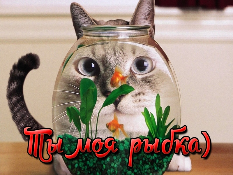 Ты моя рыбка