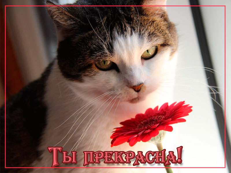 Комплимент для любимой жены