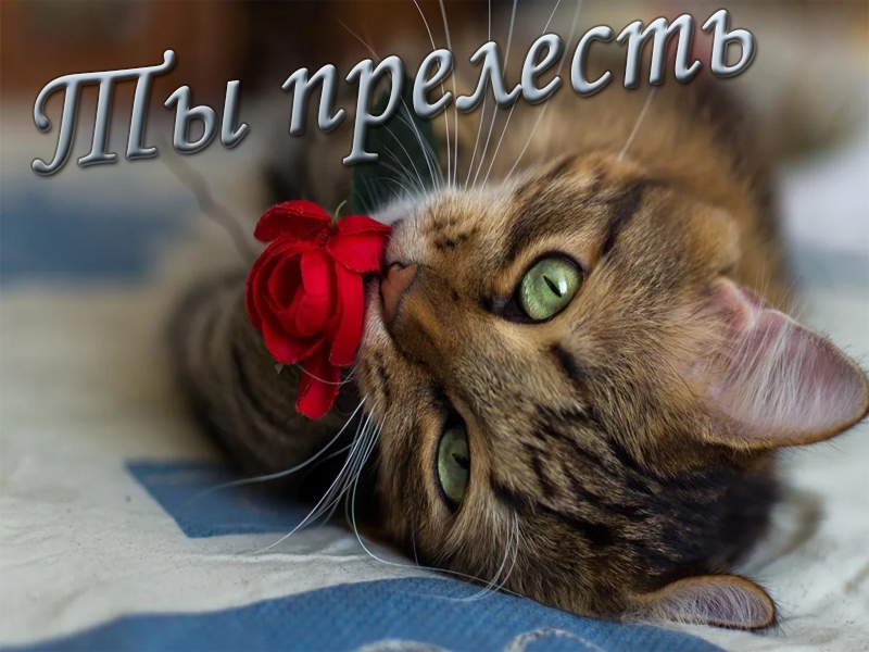 Ты прелесть