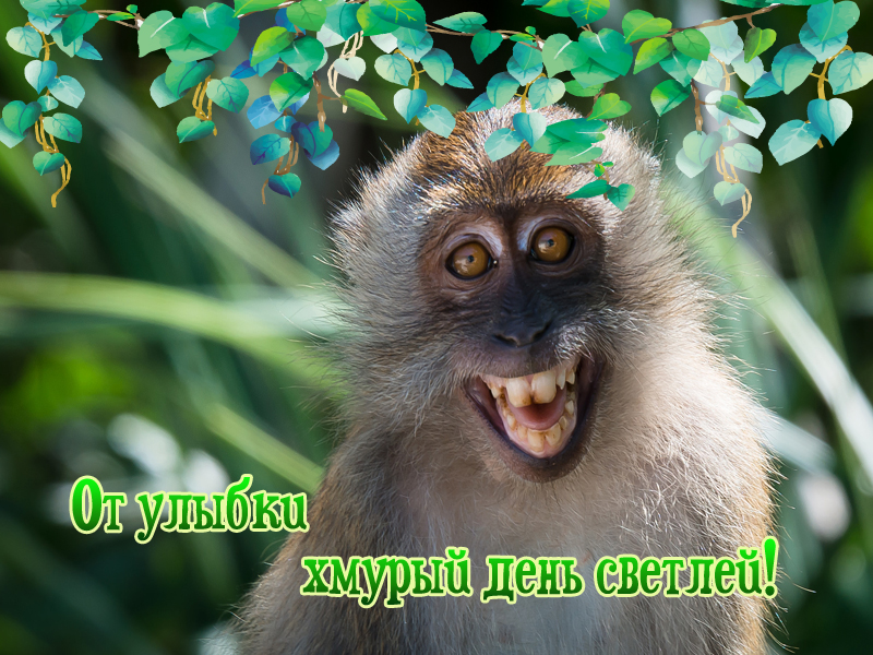 От улыбки хмурый день светлей!