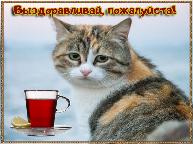 Выздоравливай, пожалуйста!