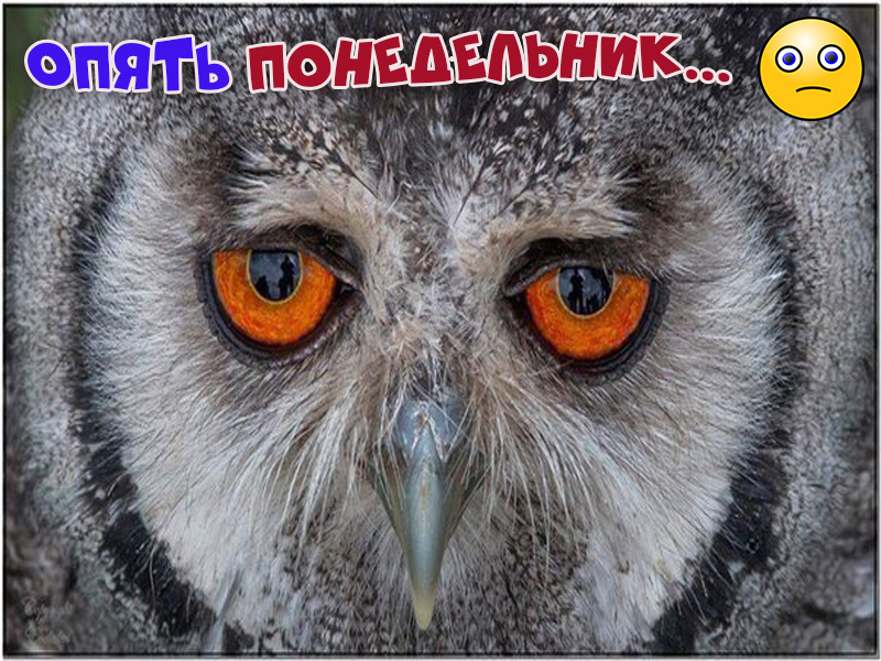 Опять понедельник?