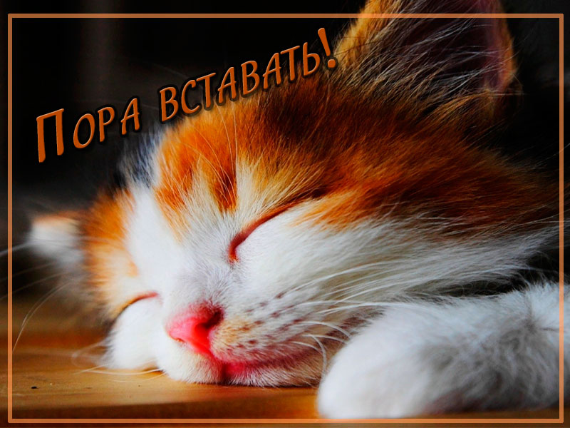 Пора вставать