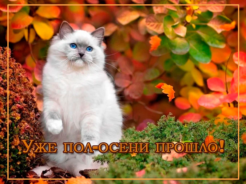 Уже пол-осени прошло