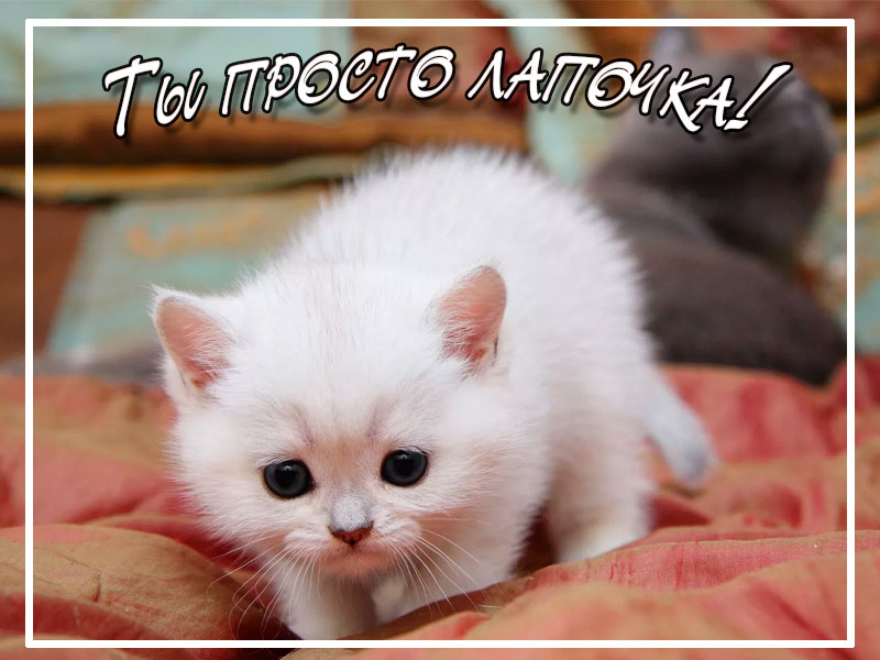 Ты просто лапочка