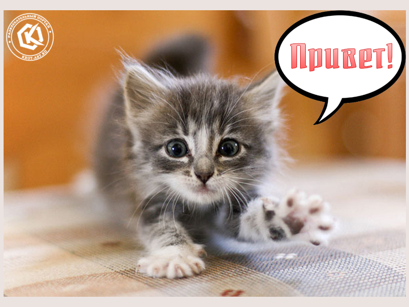 Привет, открытка с котиком