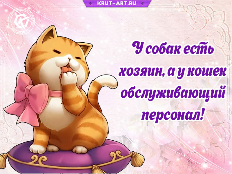 Забавная открытка о котах и собаках