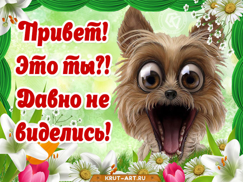 Открытка «Привет, давно не виделись!»