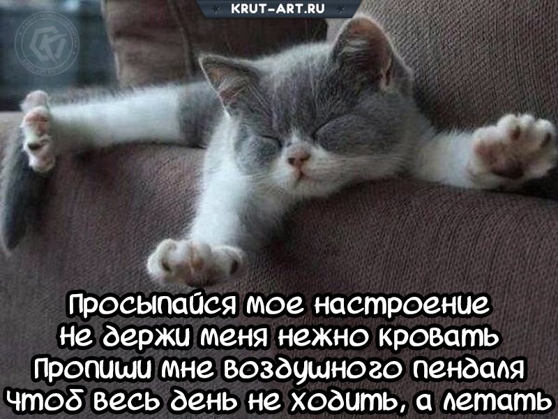 Смешное пожелание доброго утра