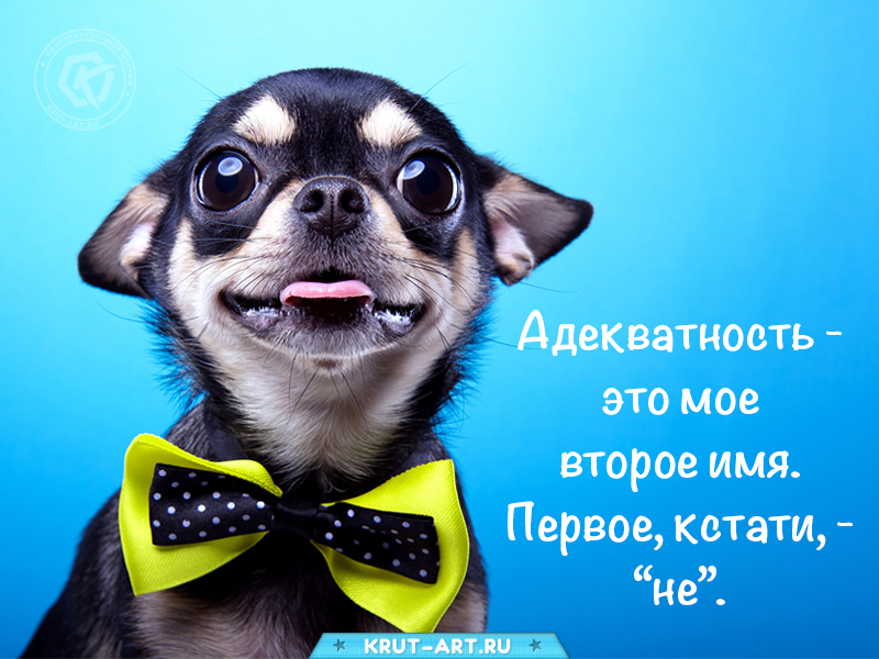 Адекватность — мое второе имя