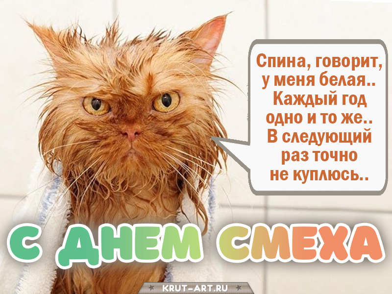 День смеха, смешная открытка с котом