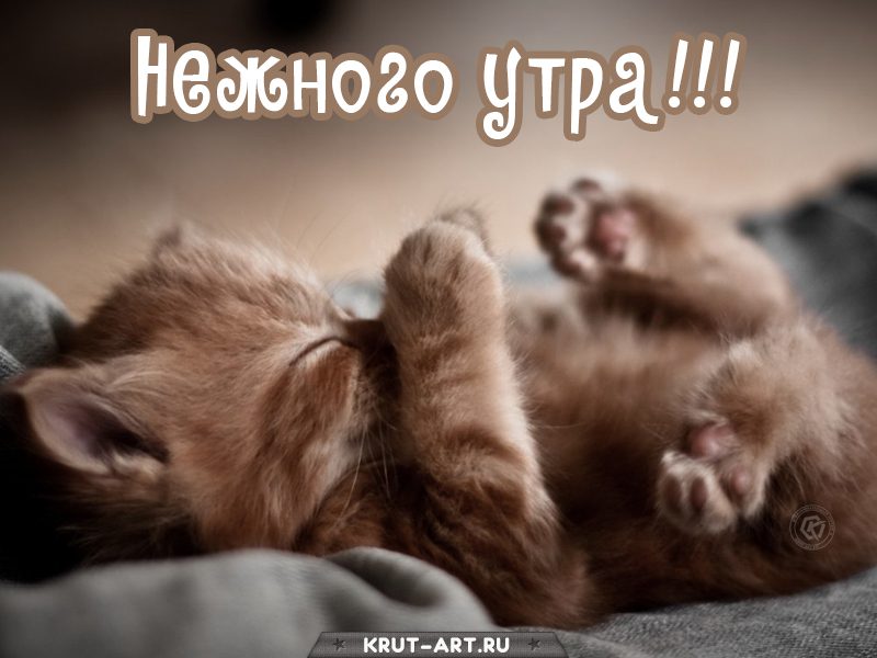 Нежного утра картинка