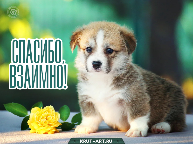 Спасибо, взаимно открытка