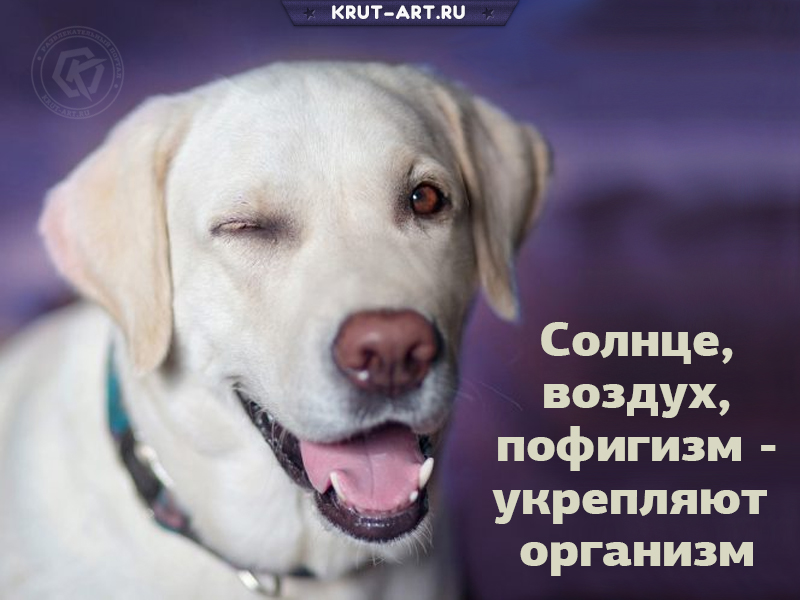 Солнце, воздух, пофигизм — укрепляют  организм