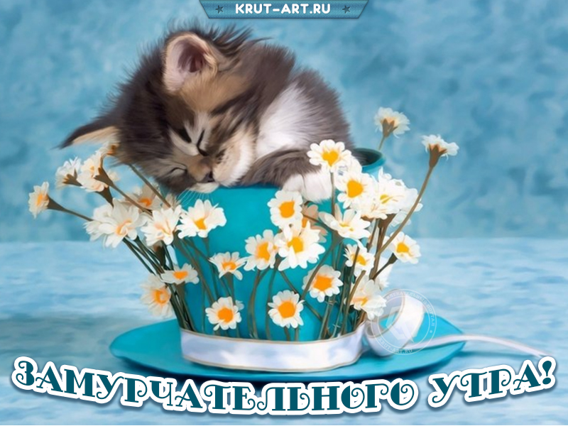 Замурчательного утра смешная картинка