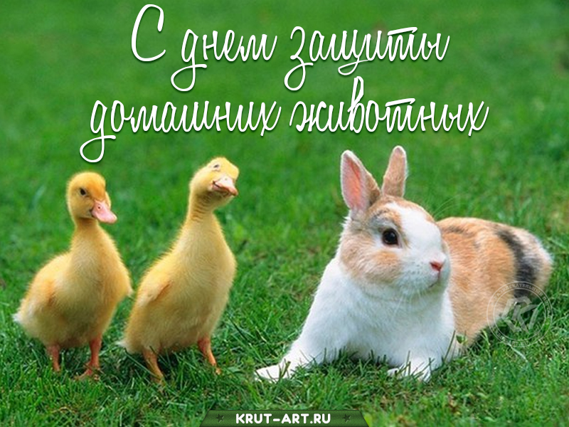 День защиты домашних животных