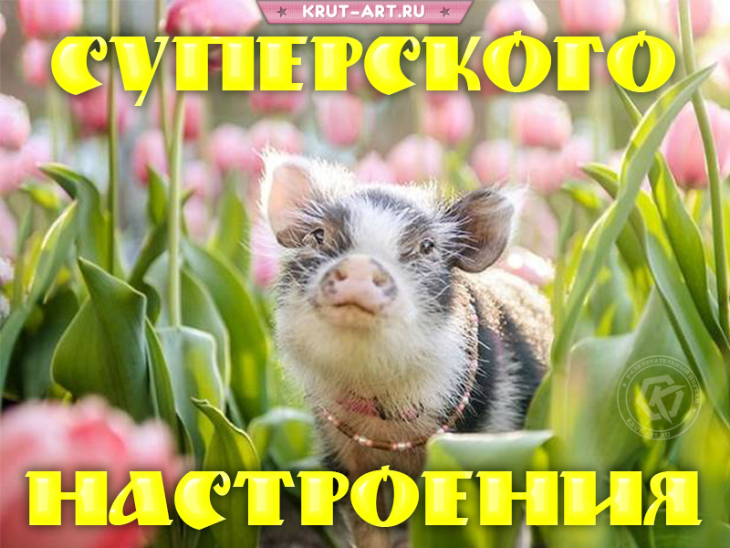 Суперского настроения прикольная картинка