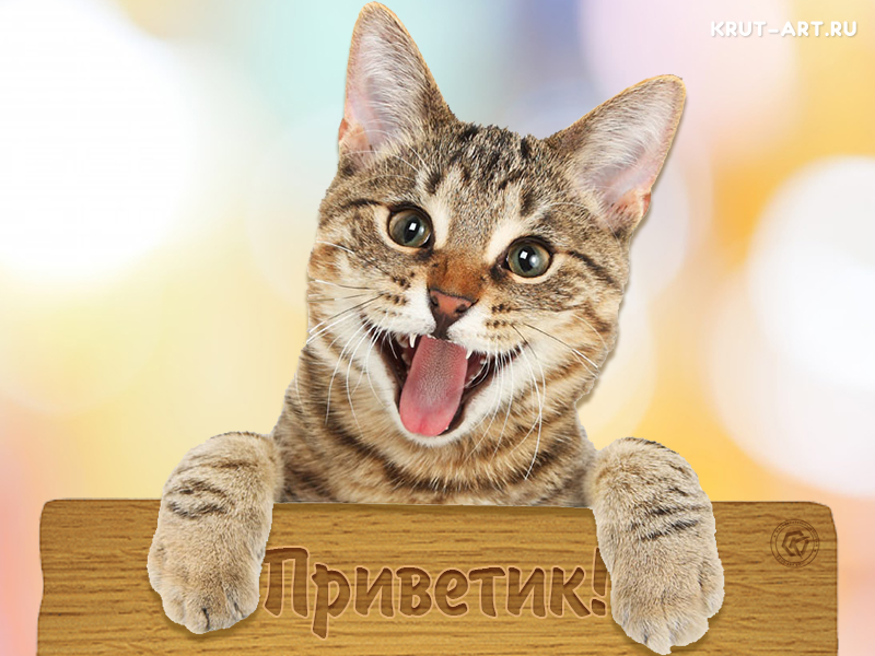 Приветик смешная картинка