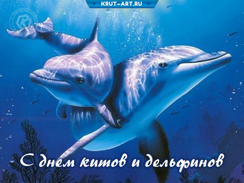 С днем китов и дельфинов