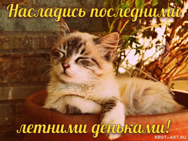 Насладись последними летними деньками картинка