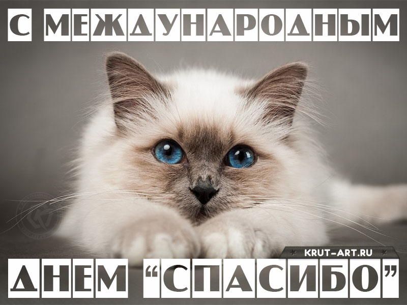 Международный день «спасибо» картинка