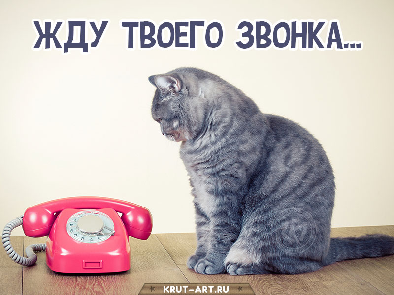 Жду твоего звонка…