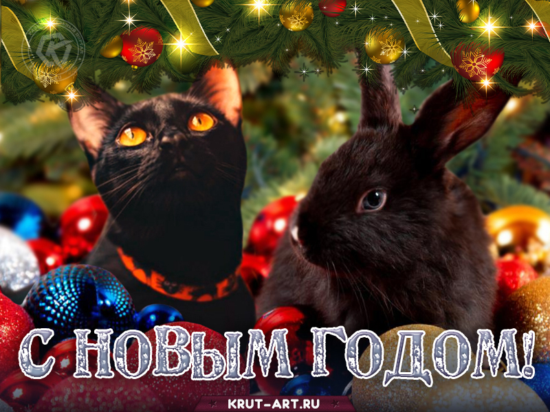 С Новым годом кролика (кота)