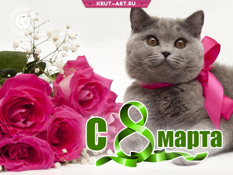 Кот и букет роз на 8 марта